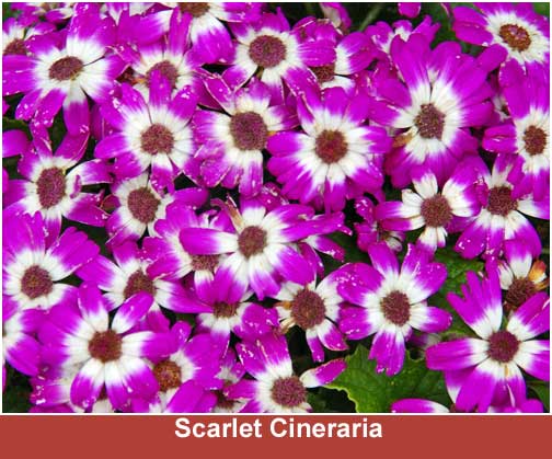 Scarlet Cineraria