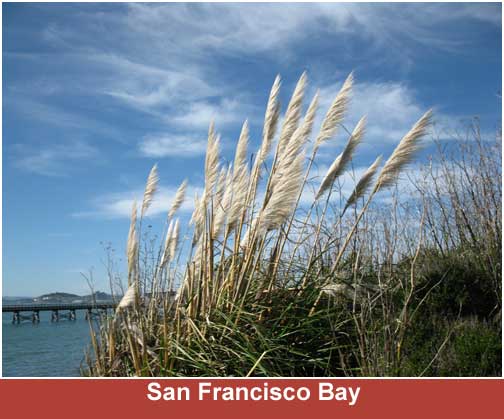 San Francisco Bay